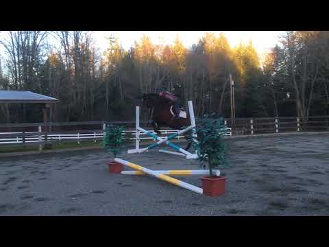 2014 Holsteiner mare (Castellan x Canturo) - first canter jump