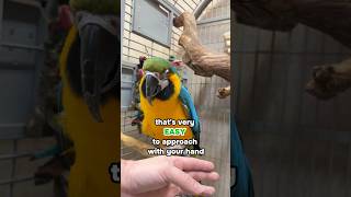 Teaching Parrot How to Come Out