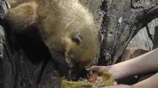 preview picture of video 'Воронежский океанариум. Кормление носухи// Voronezh Aquarium. Coati feeding'