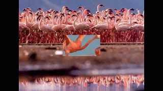 David Laflamme  -  Where Flamingos Fly