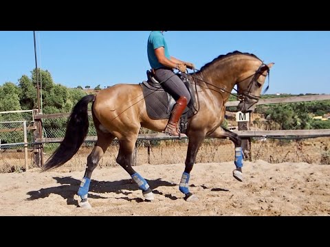 MAGICO   PRE   PASSAGE PIAFFE   165 CM   BORN 2016