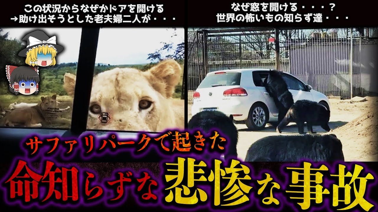 【ゆっくり解説】サファリパークで起きた悲惨な事故4選！命知らず達・・・