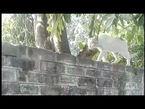 Watch the cat's reaction when I chased the cat | Rabii Awan