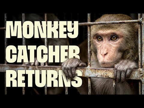 Monkey Mischief & National Wildlife Crisis | FULL DOCUMENTARY | Monkey Thieves | @UltimateNatureDocs