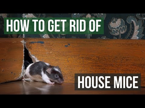 YouTube video about: How to protect furniture from mice?