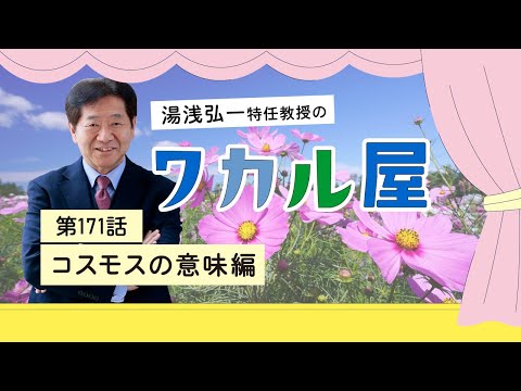 ワカル屋　第171話　コスモスの意味編