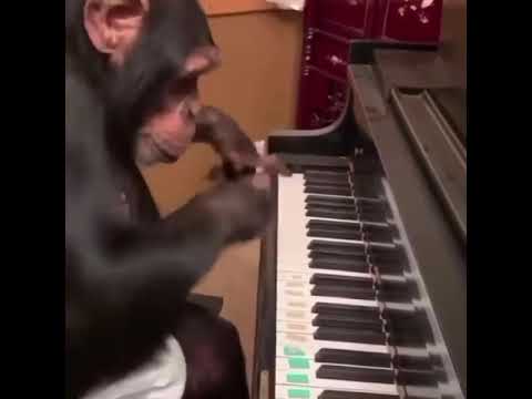 Monkey plays piano