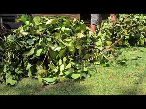 Rural Yard Cleaning as Part of Daily Farm Life #RuralAgriculture #TraditionalFarming
