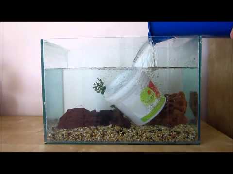 How to Set Up A Basic Betta Tank