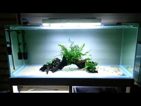 1300 corydoras tank