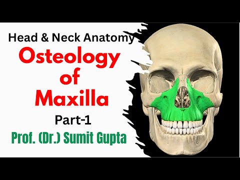 Anatomy of Maxilla Bone : Part-1 ( Surfaces )