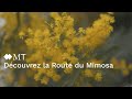 Découvrez la Route du Mimosa