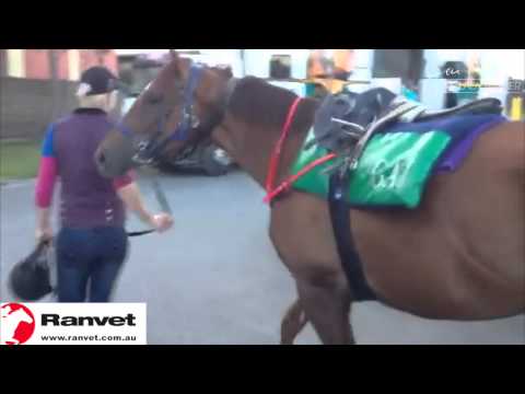 GaiTV powered by Ranvet - Caulfield Cup 2014