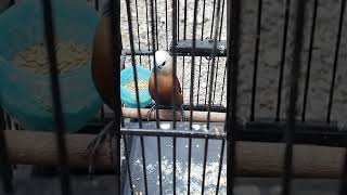 Download lagu emprit haji suara perkutut mp3