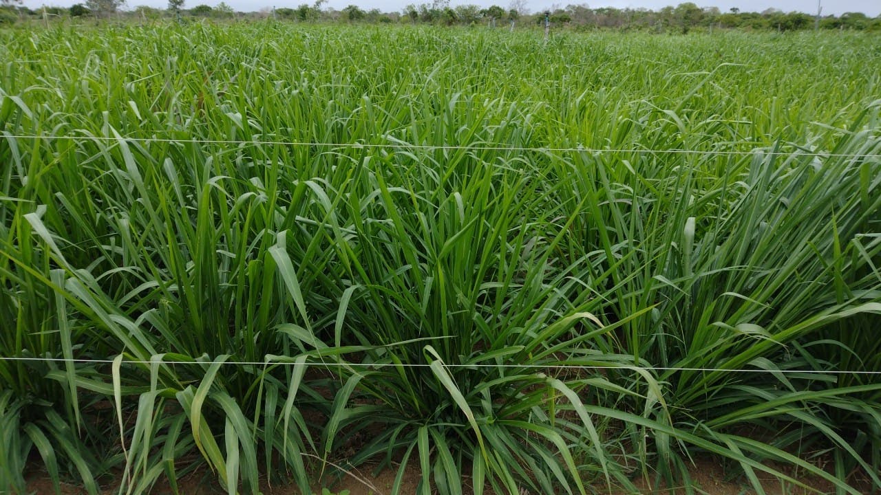 CAPIM MASSAI OU MG 12 PAREDÃO? Qual é o melhor???