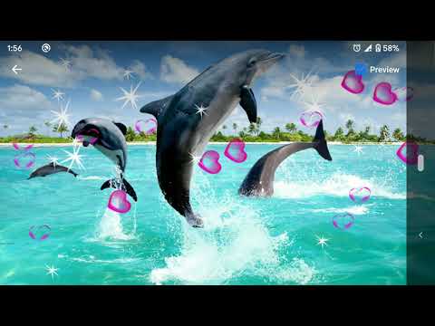 Dolphin Live Wallpaper Video