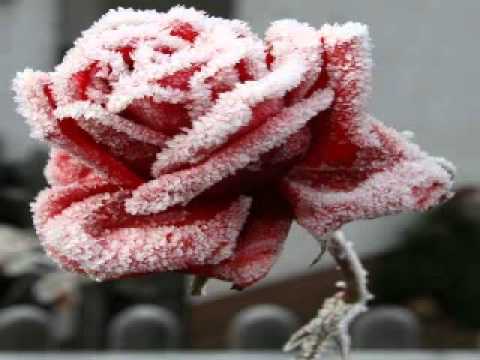 senza sicura - fiore d'inverno.wmv