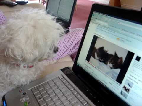 Dog and the talking cats