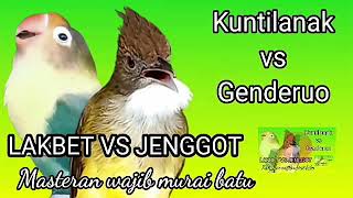 Download lagu Masteran super || LOVEBIRD VS CUCAK JENGGOT || Masteran wajib murai batu fighter mp3 Download lagu Masteran super || LOVEBIRD VS CUCAK JENGGOT || Masteran wajib murai batu fighter mp3