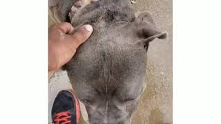 How to fix Blue American Bully fur and skin problems