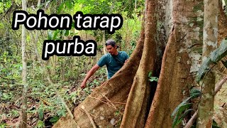 Download lagu STIHL Ms 382 Cuts Down Big Trees in Kalimantan..!! mp3 Download lagu STIHL Ms 382 Cuts Down Big Trees in Kalimantan..!! mp3