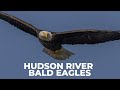 I found 2 Bald Eagle Nests in the Hudson Valley