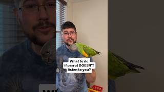 What to Do if Parrot Doesn’t Listen to You?