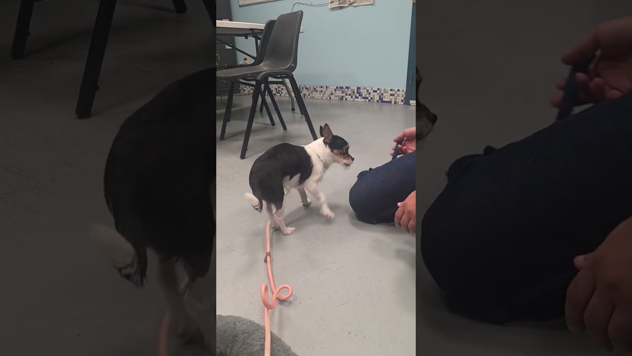 Enlarge Pearl, a Adoptable Mixed Breed in Tunkhannock, PA video 5/6