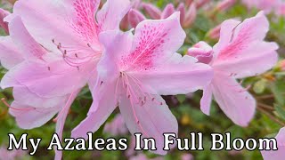 My Azaleas In Full Bloom