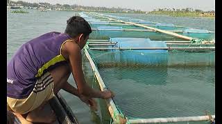 নদীর পানিতে ভাসমান খাঁচায় মাছ চাষ পদ্ধতি