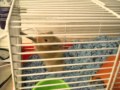 Pictures of my hamster Mocha (: