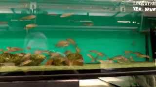preview picture of video 'Czech Republic High quality Fish Selection visit Aquamania Blackburn'