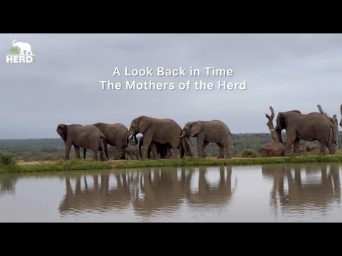 A Celebration of the Mothers in the Jabulani Herd ????????