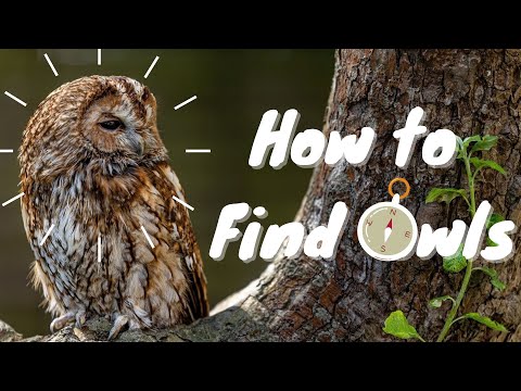 image-Do owls like certain trees?