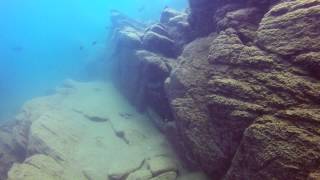 preview picture of video 'Tyrannochromis nigriventer and fry'