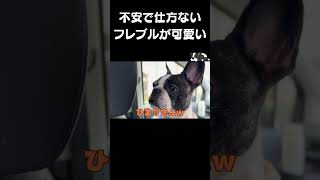 "The anxious French Bulldog is adorable."           #shorts #vlog #frenchie #animals #dog