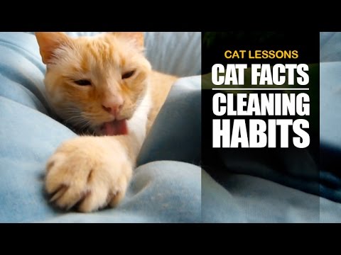 5 Reasons why Cats are so Clean
