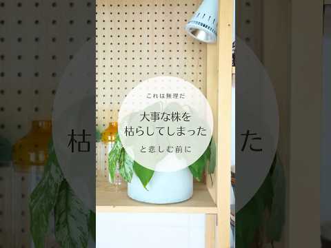 黒くなった植物の対処法は？美しい緑の葉を作るための4つの解決策!  庭園