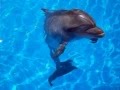 Говорят, дельфины говорят 