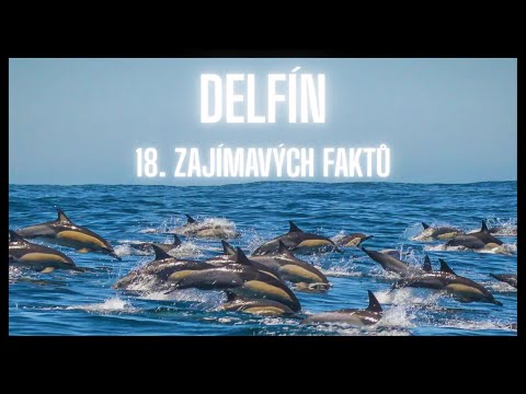 Delfín 18. Zajímavých faktů / a Dolphin 18. Interesting facts