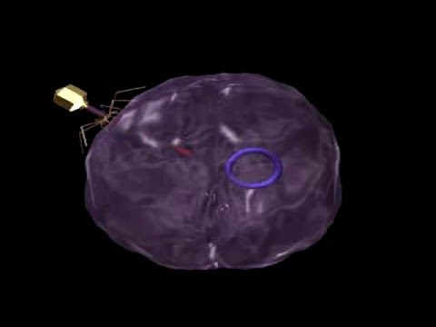 Sottile da vermi di vista Il termine di vita di parassiti in un corpo umano