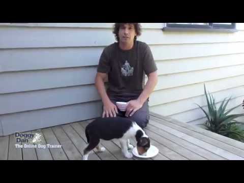 Dog Training - Aggression around the food bowl