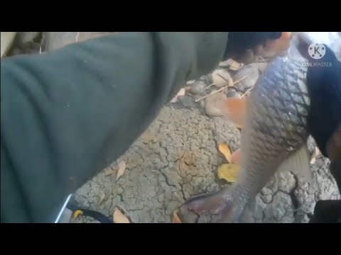 Alangkah ganasnya...siompong ini bosZku