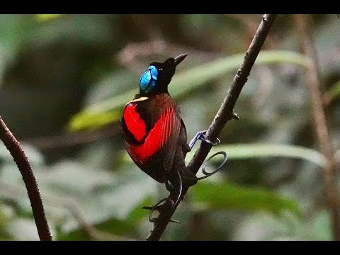 Wilson's Bird of Paradise & the Red Bird of Paradise, West Papua New Guinea - 2024 - John M. Uscian