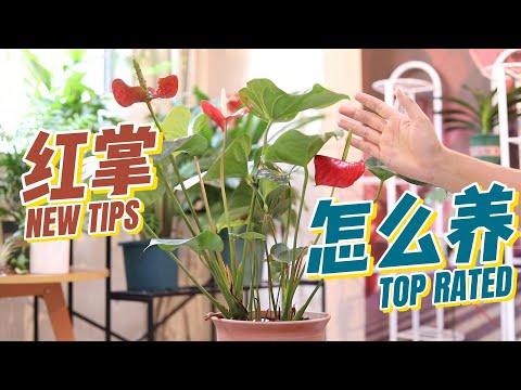 紅掌
