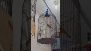 Download lagu pancawarna betina ngekek panjang mp3 Download lagu pancawarna betina ngekek panjang mp3