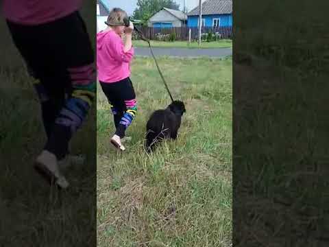Schwarzer Russischer Terrier Welpe kaufen