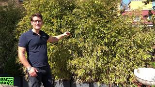 Bambù in terrazzo, pro e contro