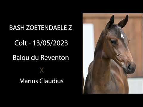 Bash Zoetendaele Z (Balou du Reventon x Marius Claudius)