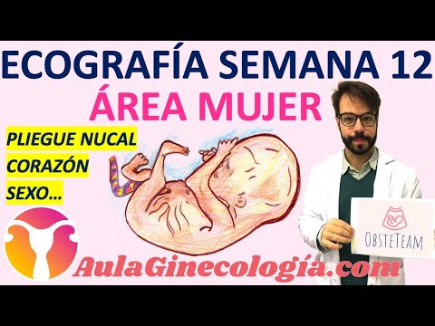 ULTRASOUND WEEK 12⏰: NUCHAL FOLD, HEART♥️, EXTREMITIES, SEX... - Gynecology and Obstetrics -